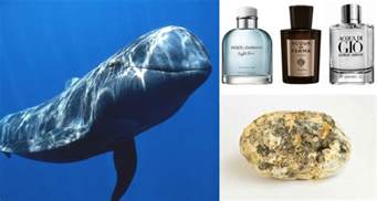 expensive perfume ingredient from whales.